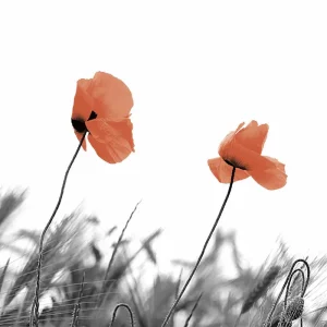 Paper + Design Two Poppies Luncheon Napkins